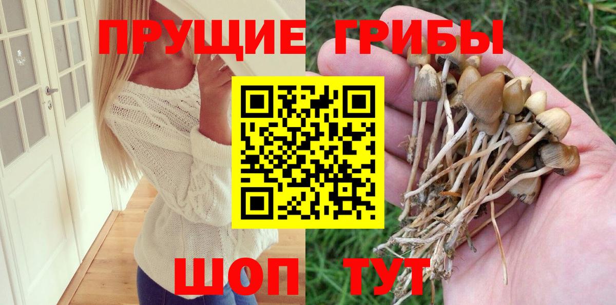 Псилоцибиновые грибы Cubensis Дятьково